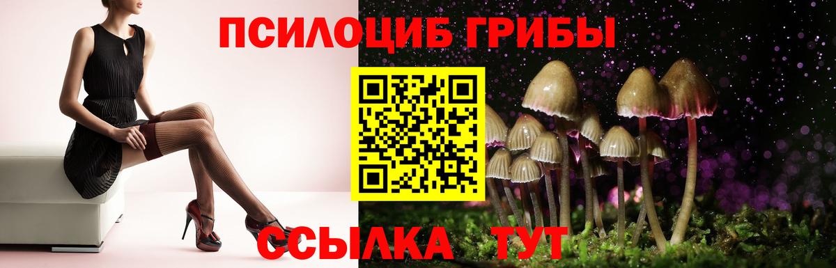 Псилоцибиновые грибы Psilocybe Миллерово